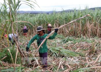 Đường Thái nhập khẩu không còn đất tung hoành, ngành đường Việt đã đến hồi Thái Lai?