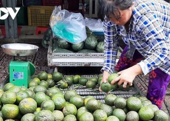 Nắng nóng, giá nhiều loại trái cây tăng cao