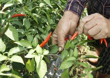 Giá ớt tiếp tục rơi tận đáy, nông dân bỏ mặc ruộng ớt chín cây