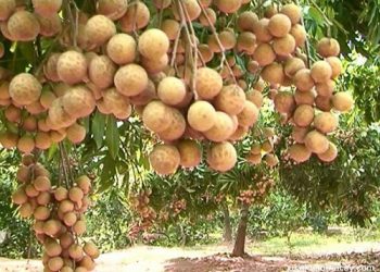 Đồng Tháp: Đề xuất Dự án thực phẩm nông nghiệp an toàn từ nguồn vốn ODA