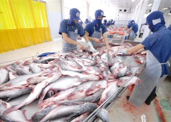 Xuất khẩu thủy sản tháng 8 chỉ đạt khoảng 520 triệu USD