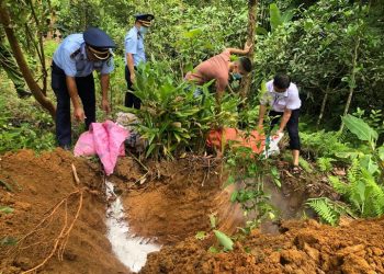 Hà Giang: Tiêu hủy trên 100 tấn lợn nhiễm dịch tả Châu Phi trong 01 tháng