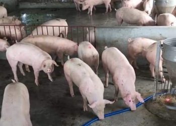 Giá heo hơi ngày 17/10/2021: Nhà nước cần có chính sách hỗ trợ người chăn nuôi?