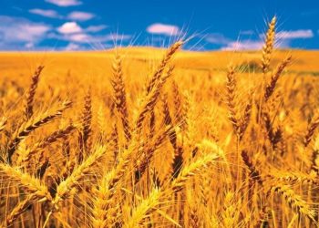 Giá lương thực tăng, triển vọng thương mại lớn