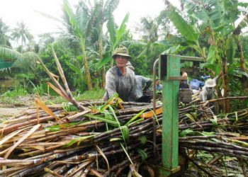 Giá mía tăng kỷ lục, nông dân phấn khởi sau nhiều năm thua lỗ