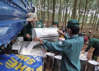 Giá “vàng trắng” tăng cao, doanh nghiệp ngành cao su hưởng lợi