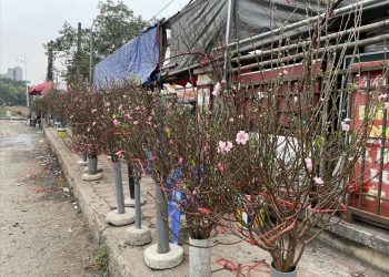 Đào Nhật Tân nở sớm xuống phố phục vụ Tết Dương lịch