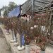 Đào Nhật Tân nở sớm xuống phố phục vụ Tết Dương lịch