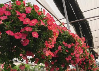 Hoa ngoại ít về, làng hoa Xuân Quan đông khách đến “cháy hàng”