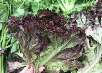 6 lợi ích của rau xà lách lá đỏ