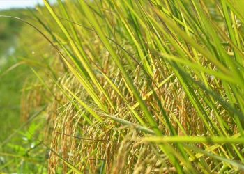 Giá gạo xuất khẩu giảm 5 USD/tấn