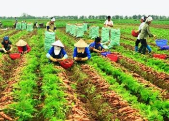 Đầu năm, hơn 600 tấn cà rốt được xuất khẩu sang Hàn Quốc