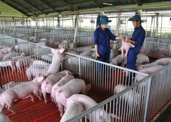 Giá lợn hơi vẫn ổn định, chỉ tăng nhẹ dịp cận Tết Nguyên đán 2022