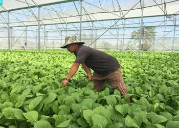 Bà Rịa – Vũng Tàu phát triển nông nghiệp công nghệ cao