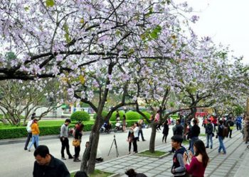 Lễ hội Hoa ban sẽ diễn ra từ ngày 11 đến 14/03/2022 tại TP. Điện Biên Phủ