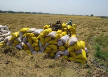 Việt Nam chủ động ứng phó trước nguy cơ khủng hoảng lương thực toàn cầu