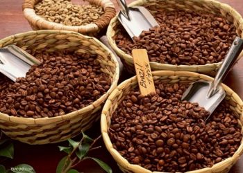 Nhật Bản tăng nhập khẩu cà phê Việt Nam