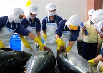 Xuất khẩu cá ngừ tăng vọt