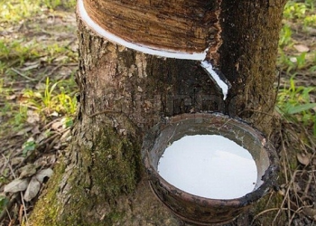 Xuất khẩu cao su tăng gần 30% sau 2 tháng liên tiếp sụt giảm