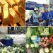 Tiêu dùng trong tuần (từ 11-17/4/2022): Giá vàng, rau xanh tăng mạnh