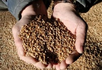 Giá lương thực toàn cầu tăng kỷ lục