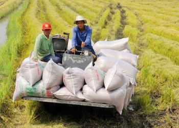 Giá gạo có thể tiếp tục tăng