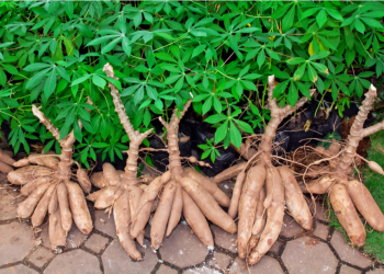 Xuất khẩu sắn còn nhiều bất cập ảnh hưởng tới sự phát triển bền vững