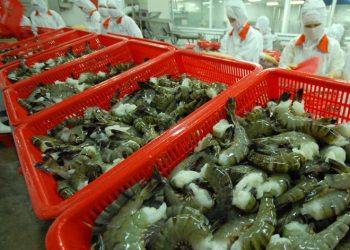 FTA thế hệ mới giúp xuất khẩu tôm tiếp tục tăng trong thời gian tới