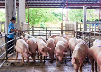 Giá lợn hơi tăng mạnh