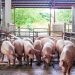 Giá lợn hơi tăng mạnh