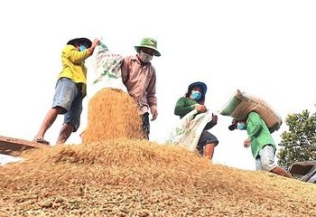 Ứng phó với ‘bão giá’ phân bón bằng cách nào?