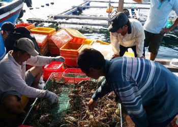 Tôm hùm giảm giá sâu