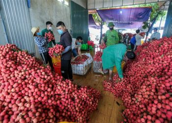 Hơn 100 thương nhân Trung Quốc đến Lục Ngạn để mua vải thiều