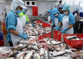 Ngành cá tra Việt Nam bước vào chu kỳ tăng?