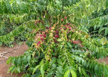 Giá nông sản ngày 31/8/2022: Cà phê tiếp tục giảm, tiêu đạt 70.000 đồng/kg