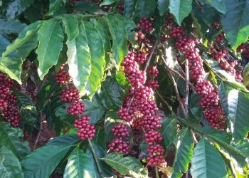 Giá nông sản ngày 31/7/2022: Cà phê và tiêu tăng mạnh