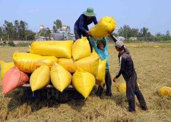 Philippines đứng đầu về tiêu thụ gạo của Việt Nam