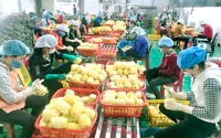 Nhiều dư địa cho xuất khẩu dứa sang thị trường Châu Âu
