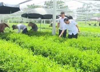 Thái Nguyên: Nâng chất lượng sản phẩm chè đến với người tiêu dùng