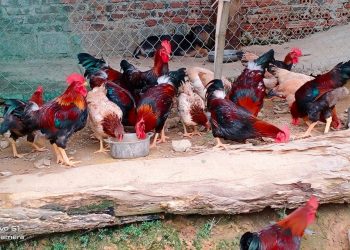 Tiêu dùng trong tuần (từ 29/8-4/9/2022): Giá gà tăng cao, người nuôi phấn khởi