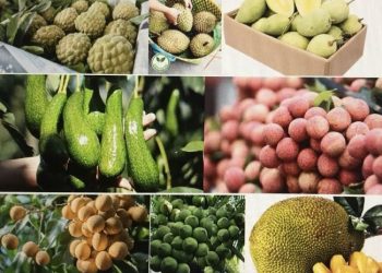 Mục tiêu đến năm 2025, kim ngạch xuất khẩu trái cây đạt trên 5 tỷ USD