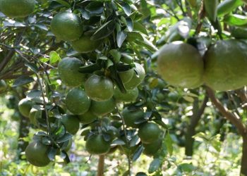 Vĩnh Long: Cam sành rớt giá thê thảm, thương lái vẫn không mua