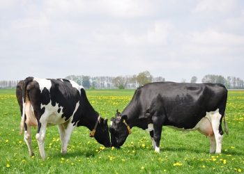 Cho con “Giải khát” bằng sữa xịn từ đảo thiên đường Tasmania