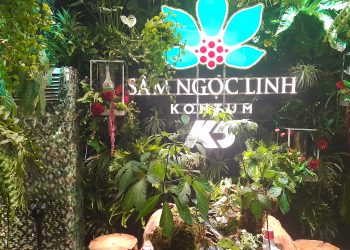 Tập trung đầu tư  phát triển cây sâm tại Việt Nam