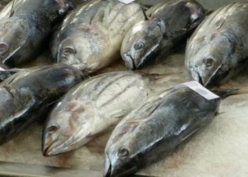 Ngành thủy sản đối mặt khó khăn với quy định về kích thước cá ngừ