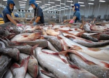 Trung Đông nằm Top 2 thị trường nhập khẩu thủy sản Việt Nam có tăng trưởng mạnh nhất