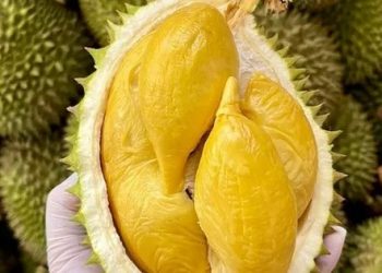 Xuất khẩu sầu riêng dần chiếm ”miếng bánh” thị phần tại Trung Quốc