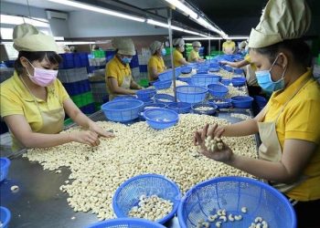 Ngành điều quyết giữ kỷ lục xuất khẩu