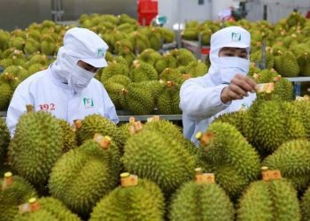 Nông sản Việt “thắng lớn” quý I: Trung Quốc dẫn đầu tiêu thụ