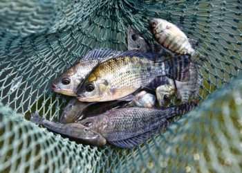 Brazil dỡ bỏ lệnh cấm nhập khẩu cá rô phi của Việt Nam